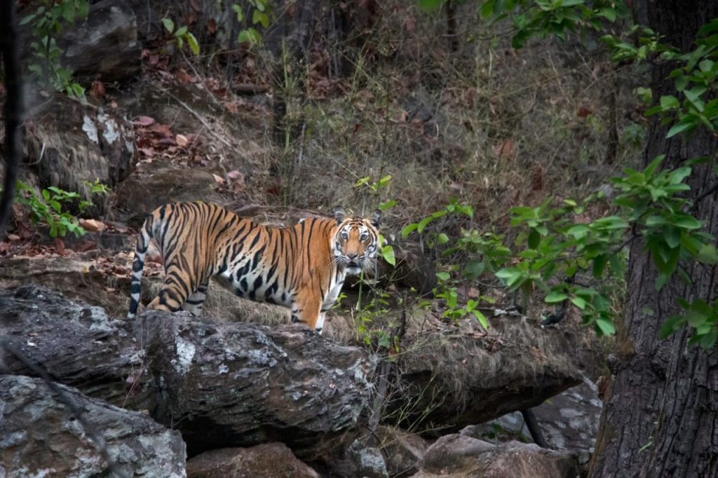 Tiger Safari Bandhavgarh