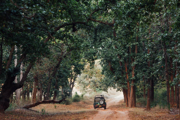 DIY Safari in Tanzania